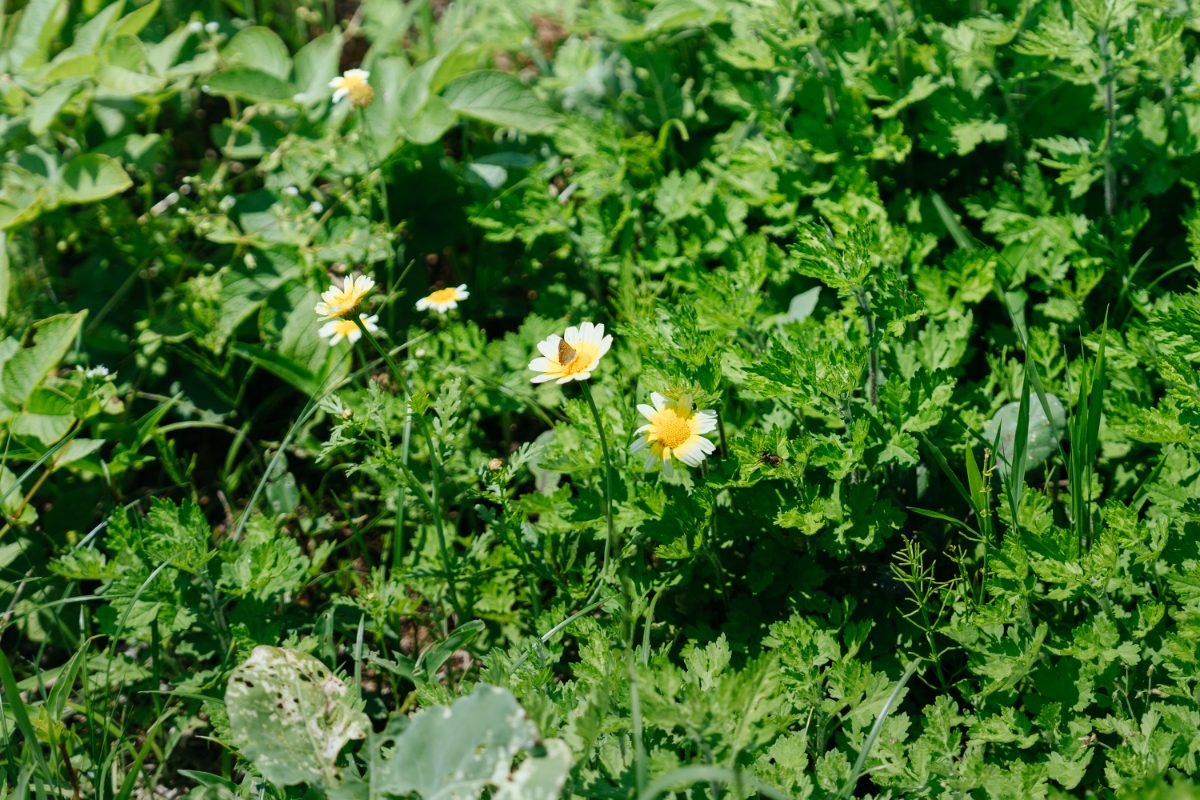 陽の当たる草地に咲く小さな花